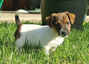 Jack Russel Terier