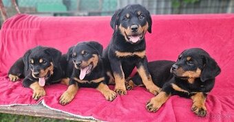 Rotvajler,rotveiler,rotvailer,rotwailer,rotweiler na predaj.