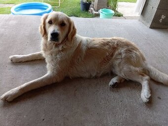 Zlatý retriever