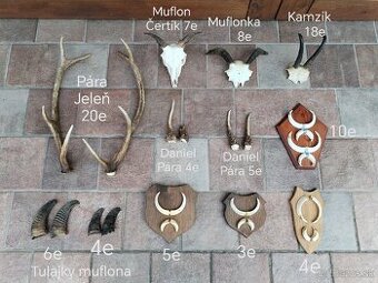 Trofej, trofeje, parozie, muflon, kly, jelen