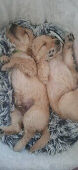 Goldendoodle po rodičoch s pp