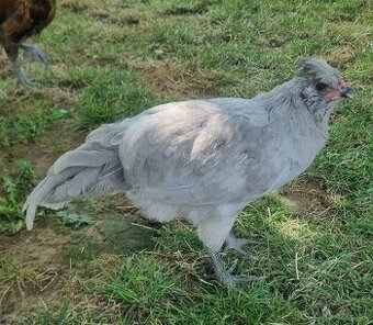 Kohut Araucana Lavender