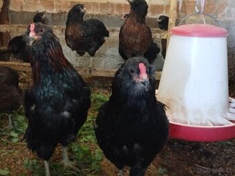 ARAUCANA - 1