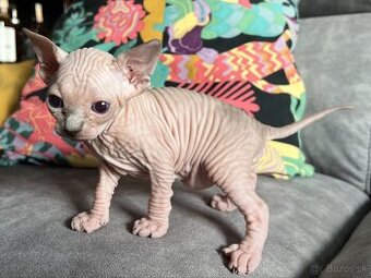 Sphynx kocúrik a mačička k rezervácii