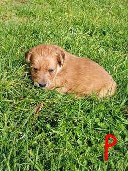 Ponúkam šteniatka.