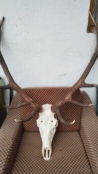 Predám trofej jeleňa.parozie, zhody, trofeje.