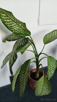 Difenbachia - dieffenbachia -