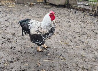 Predám kohuta
