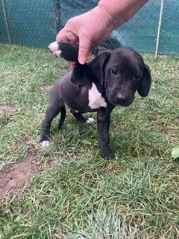 Darujem 7 týždňové šteniatko