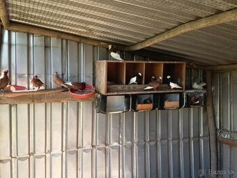 Predám holubov košícky kotrmeliak