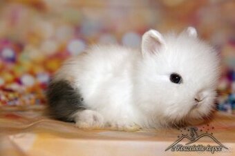 Zakrsly zajačik Teddy s VP _ doprava 24.02. BRATISLAVA