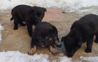 Šteniatka nemecký ovčiak