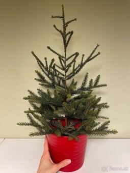 Predám menší vianočný stromček