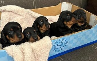 Jazvečík trpasličí