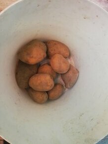 Konzumné zemiaky