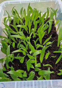 Sadenice palmy Trachycarpus takil x wagnerianus