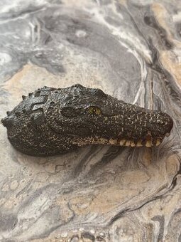 Akvar dekor.krokodil-10€