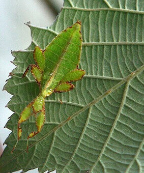 Listovky PSG278 (Phyllium philippinicum) - predám