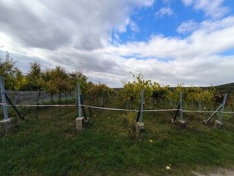 Vinica na prenájom v Čajkove