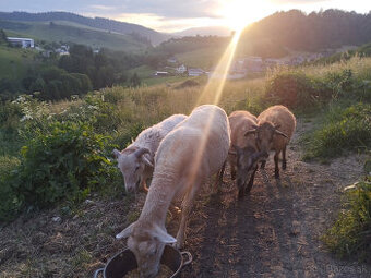 Predám ovcu a tohtoročného baranca