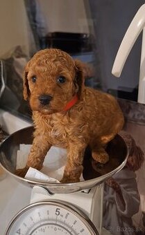 Pudlik pudel trpasličí-fenka