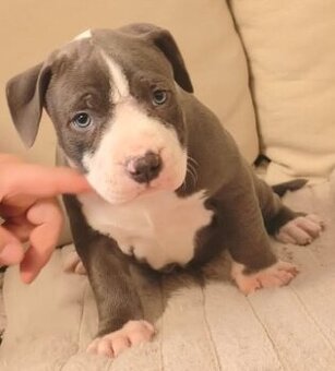 Americký stafordšírsky teriér