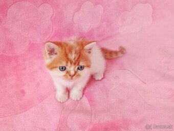 Exotické britské mačiatka