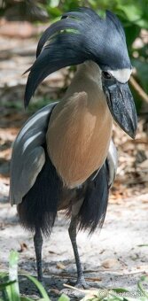 Volavka člnozobá-cochlearius cochlearius