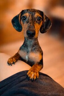 Hľadám domov pre šteniatko