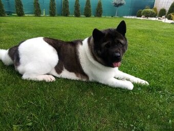 Americká akita