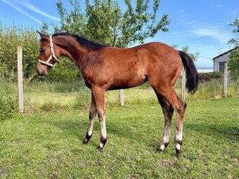 Kobylka Quarter Horse (AQH)