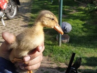 Indicky bežec
