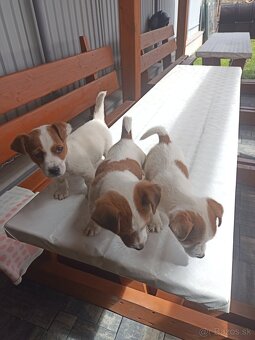 Jack Russell - 1