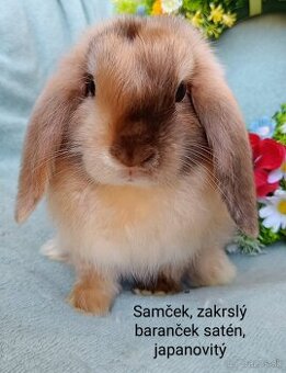 Zakrslý baranček satén s VP samček