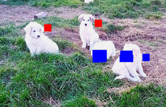 Fenky - pyrenejský horský pes