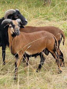 Kamerunské ovečky a barany