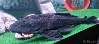 Pterygoplichthys Gibbiceps L165 - 1