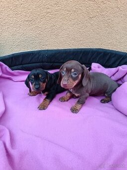 Jazvečík trpaslici