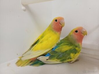 Agapornis ružovohrdlý