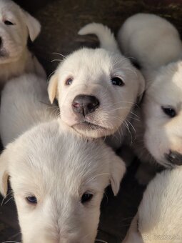 SAO Stredoázijský ovčiak