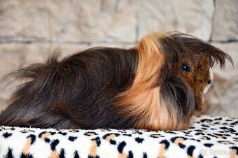 Predám morča samička