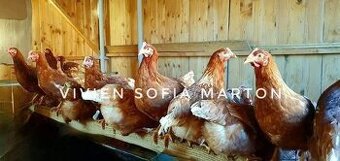 Vysokoznáškové 19-týždňové mládky tesne pred začiatkom znášk