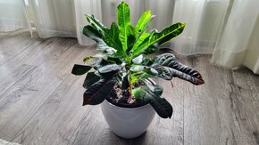 Croton (Codiaeum variegatum Excellent)