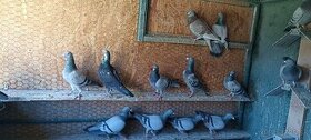 Predám poštové holuby