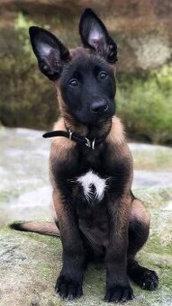 Kúpim šteniatko Belgický ovčiak Malinois s PP