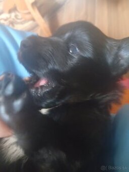 nemecky ovčiak &elgický ovčiak Groenendael | Chien de Berger