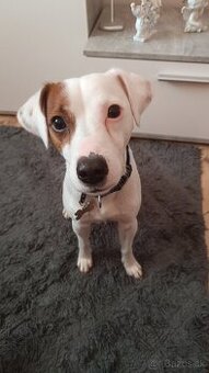 Jack Russel