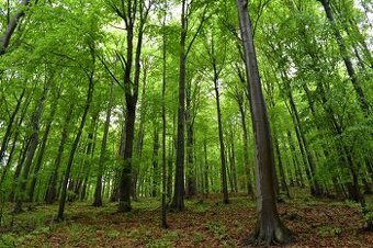 Výnimočná ponuka Lesného pozemku v Nitrianskom Pravne - Solk