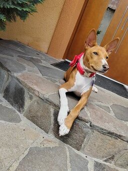 šteniatko basenji