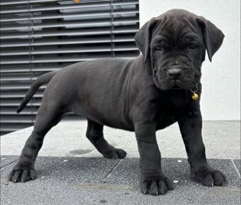 Bandog